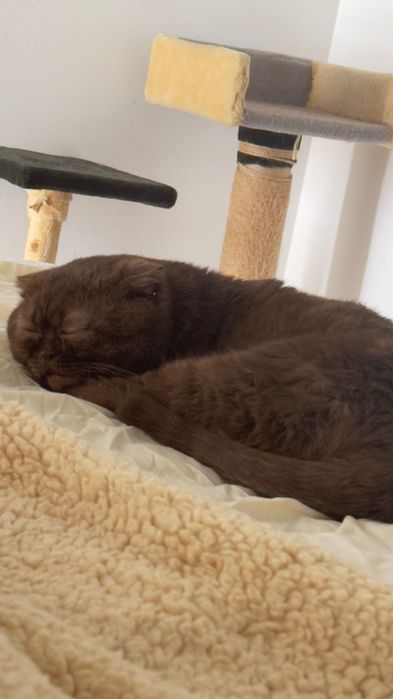 Кицьку на вʼязку