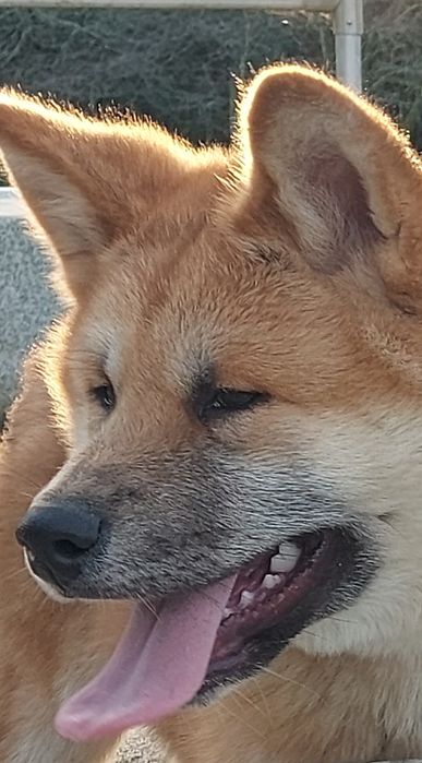Akita inu japonês