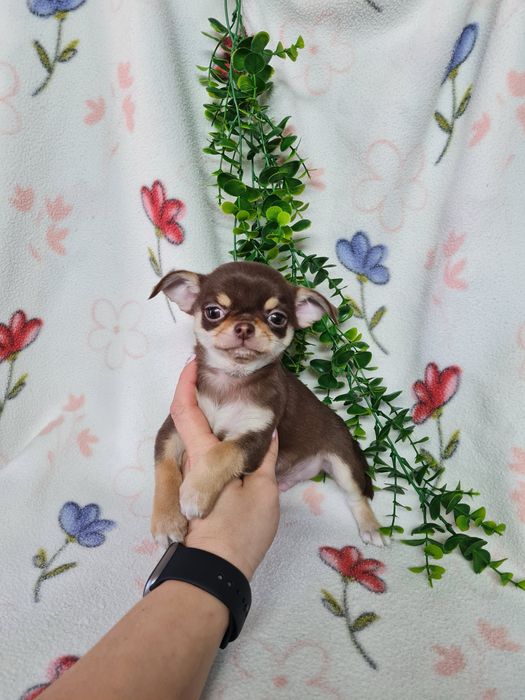 Excecional menino mini Chihuahua/Chiuaua de Qualidade