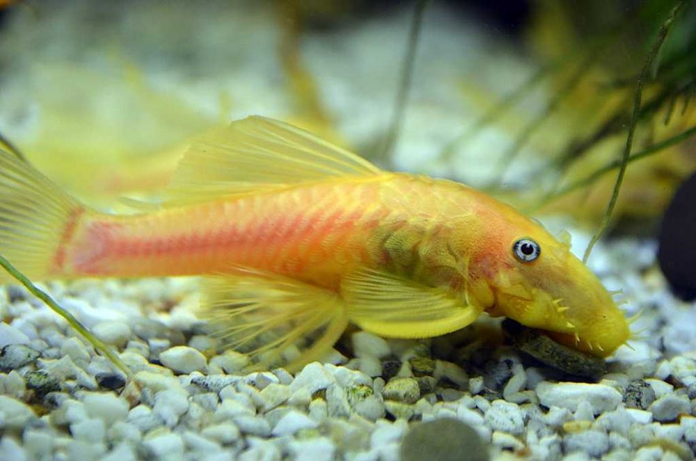 glonojad Ancistrus l 144 zbrojnik