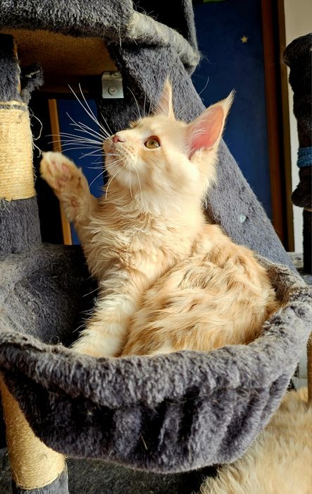 Кошенята мейн-кун, котик