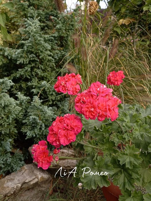 пеларгонії сортові