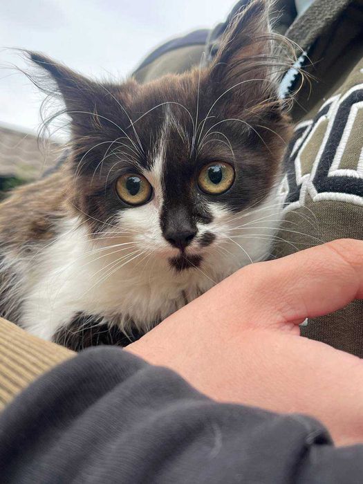 Кошеня хлопчик шукає дім