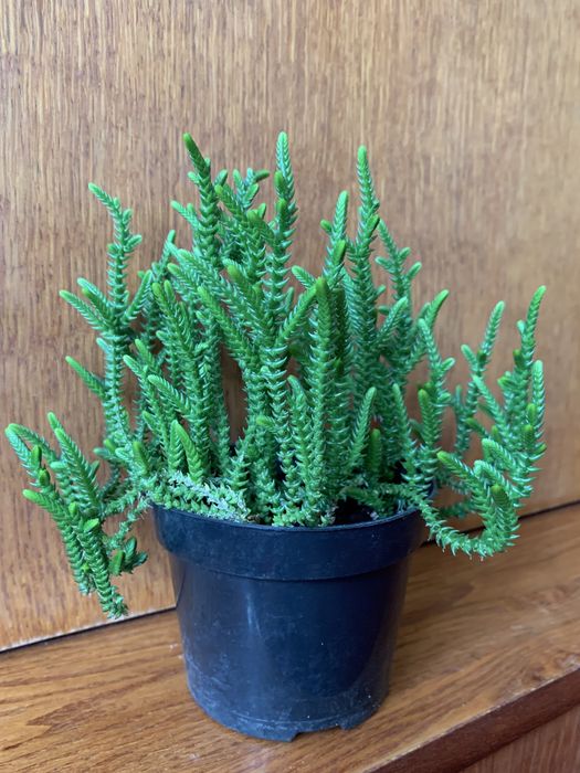 Суккулент декор кімнатна рослина