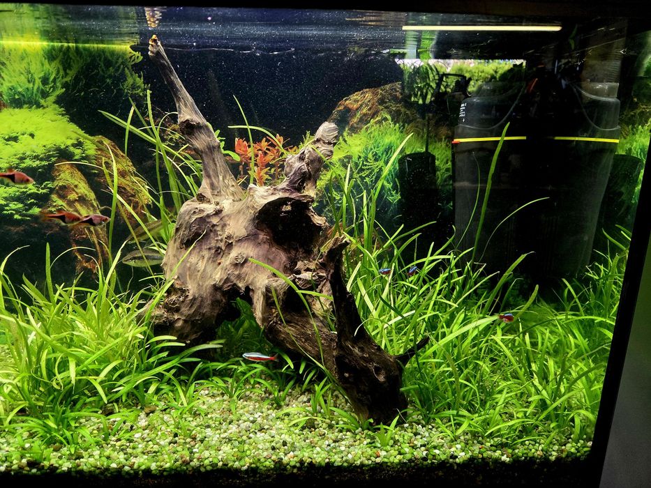 Akwarium 240l z życiem