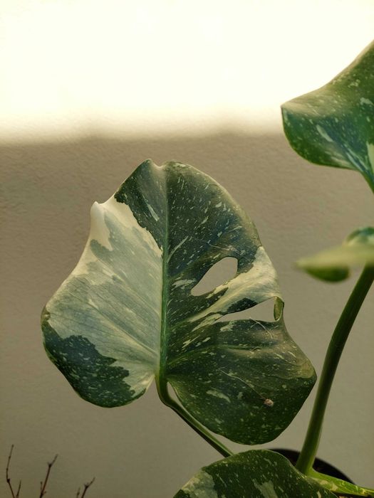 Planta Monstera Thai Constellation