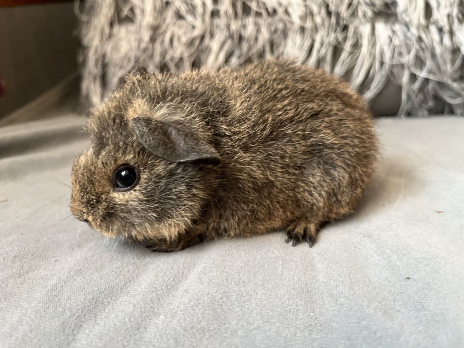 Świnki mordkie US Teddy - chłopaki, wysyłam II