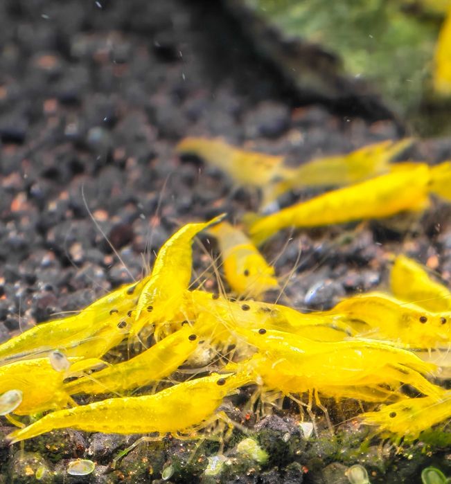 Krewetki Yellow Neon żółte Neocaridina