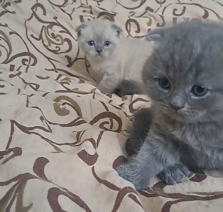 Продам шотландських кошенят