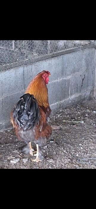 Vende-se galo Brahma