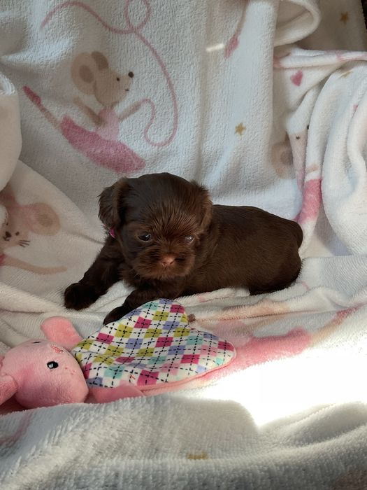 Shih -Tzu Czekoladowa suczka!