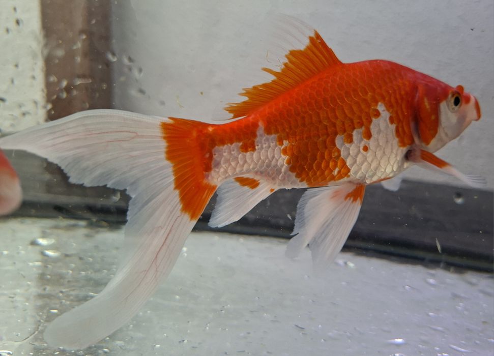 Cometas Goldfish Sarasa XL Para Lago ou Aquário grande
