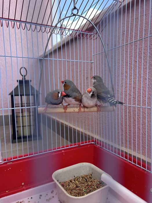 4  mandarins (2 casais) + gaiola
