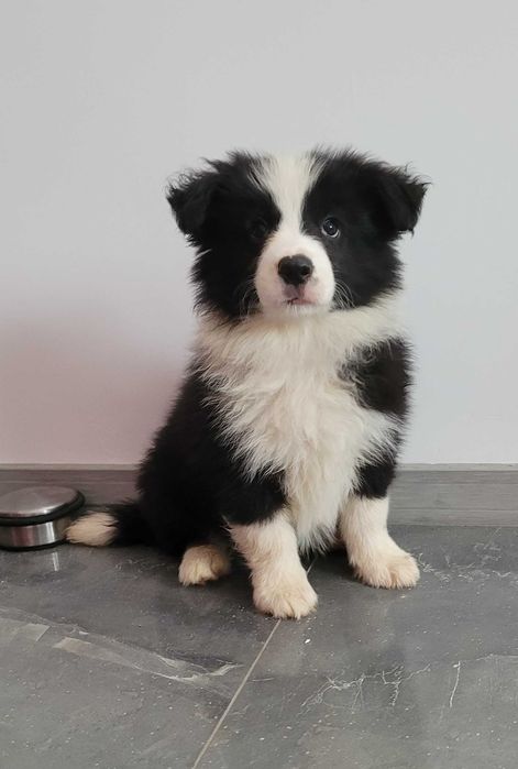 Border collie z metryka Fci.Okazja!