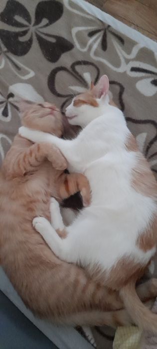 Dwaj 8m.bracia szukają razem domu.