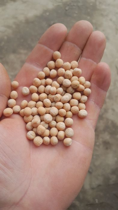 Sprzedam GROCH (ilosci samochodowe)