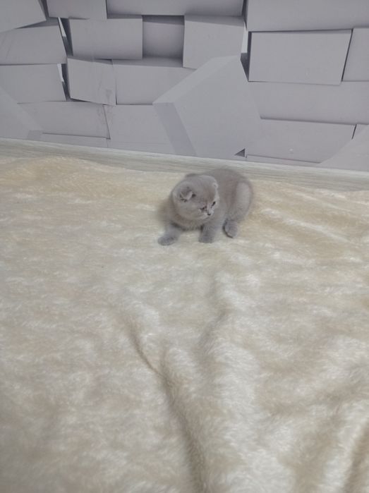 Шотланське висловухі кошенята