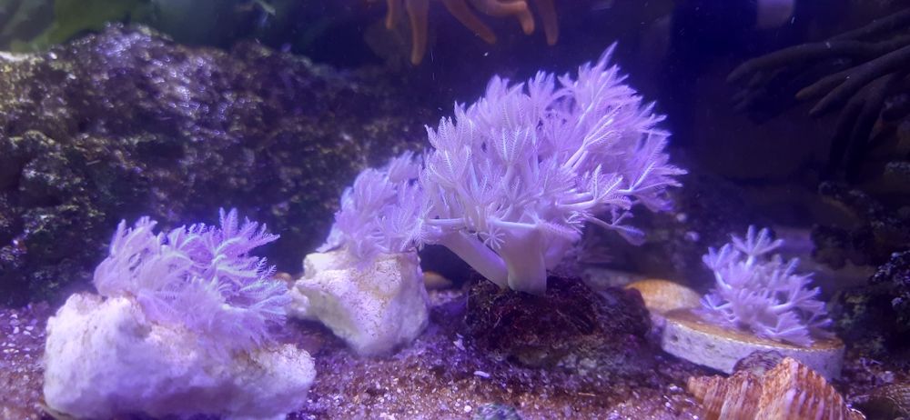 Pulsing Xenia Coral