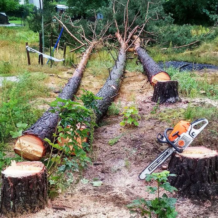 Wycinka pielęgnacja drzew, wycinanie, przycinanie, czyszczenie działek