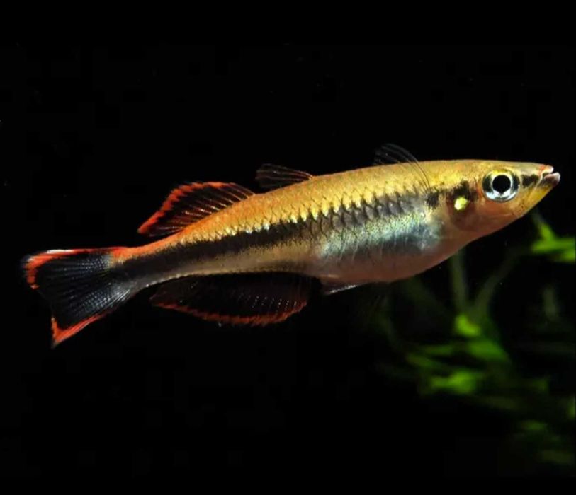 Bedocja Madagaskarska - SKALMAR Sklep Akwarysty