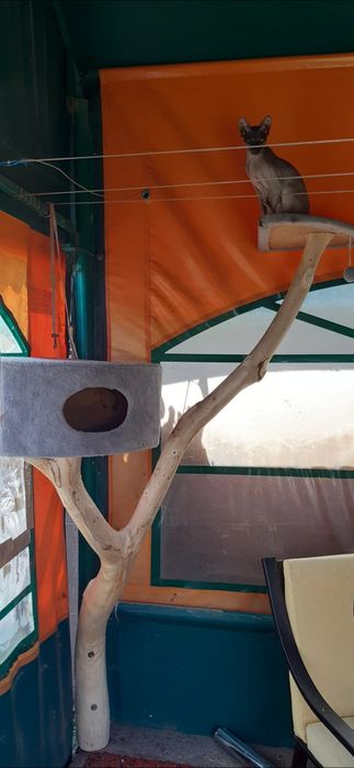 Лазалка для кота