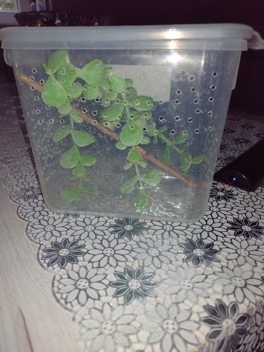 Pozostałości po gekonach
