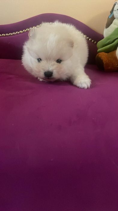 Szpic miniaturowy pomeranian piesek