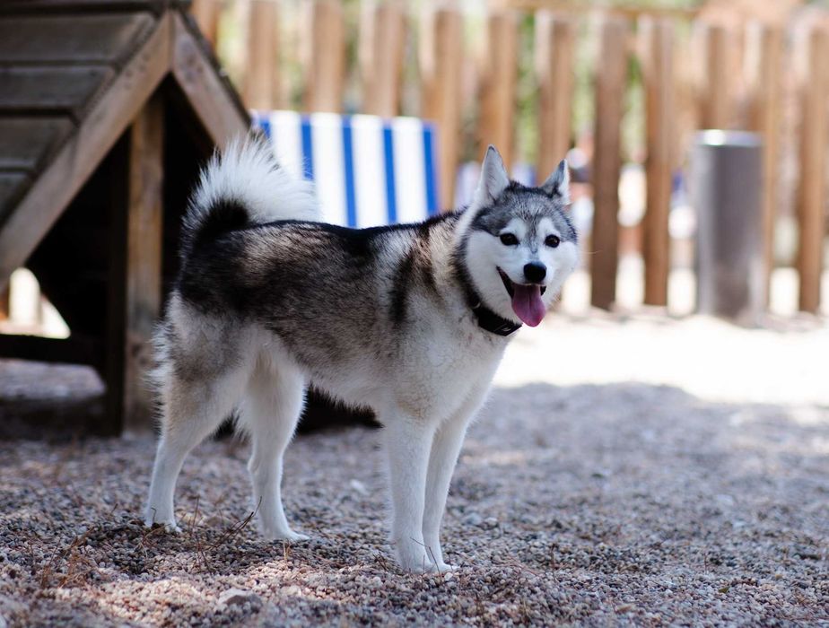 Estadia Familiar Individual - Seu pet nosso único hóspede - pet sitter