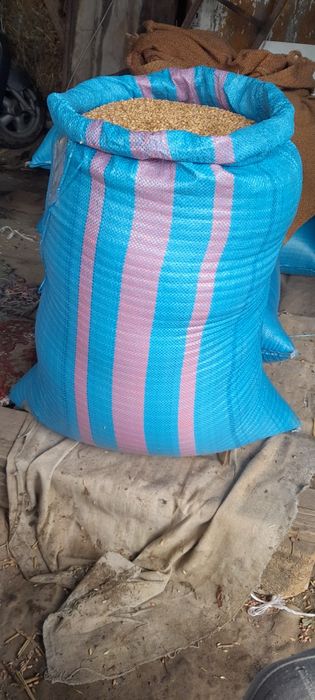 Pszenica ozima z tegorocznego zbioru