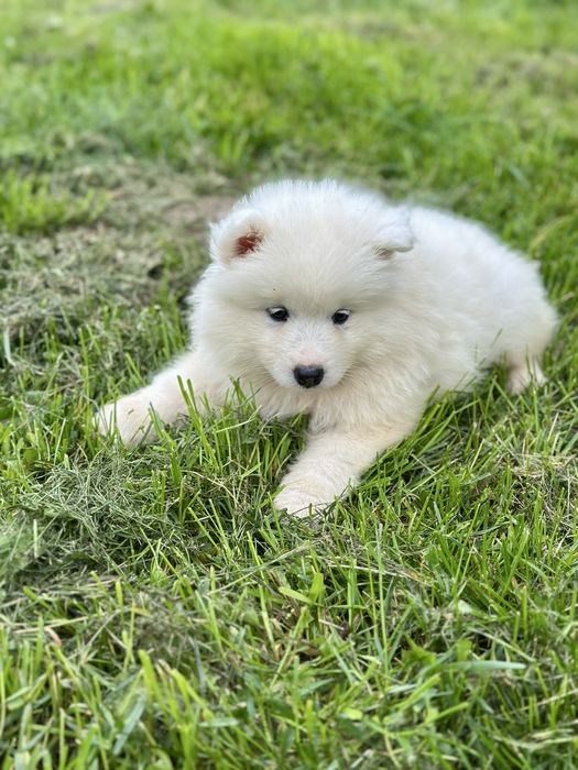 Juz do odbioru! Szczeniak Samoyed