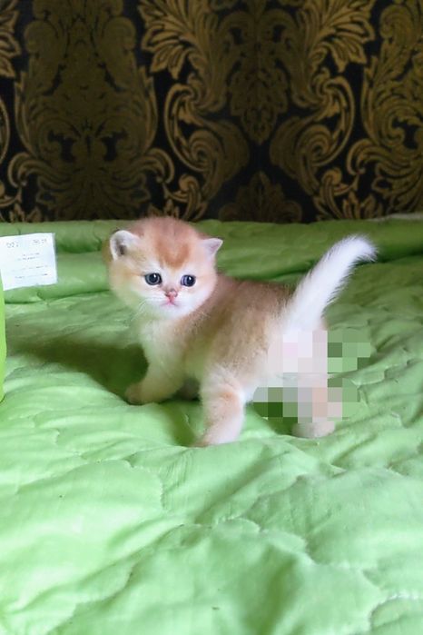 Шиншила золотой малыш