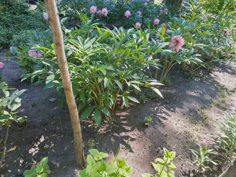 Пионы розовые кусты