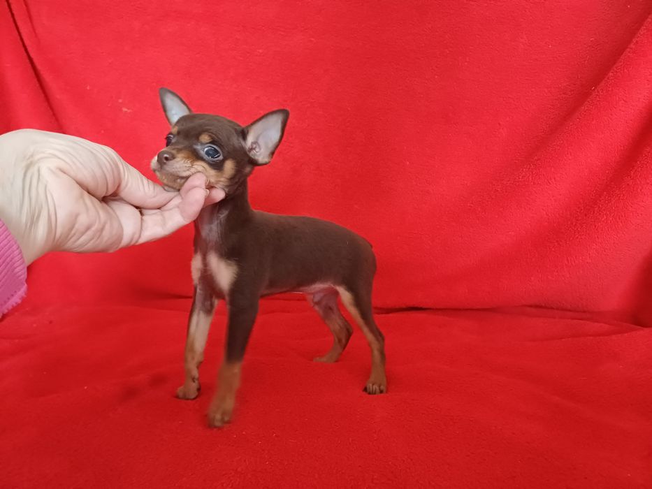 Тойчик шоколадный мальчик