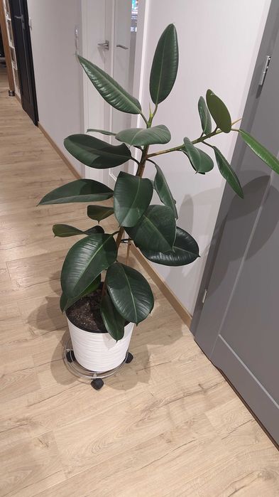 Fikus 130 cm Kwiat Fikus