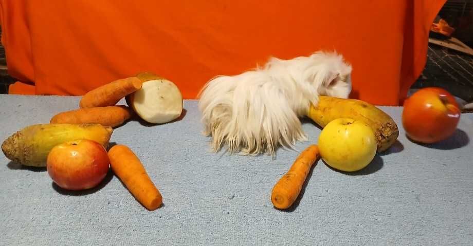 Морська свинка, порода шелті.