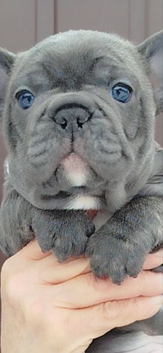 Голубоглазый мальчик голубого окраса французик