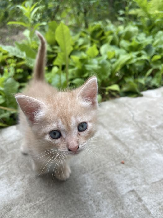 Отдам котенка в хорошие руки (мальчик)