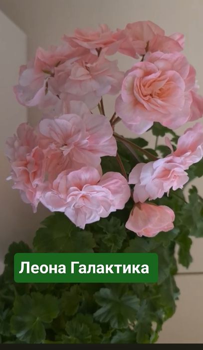 Сортова пеларгонія