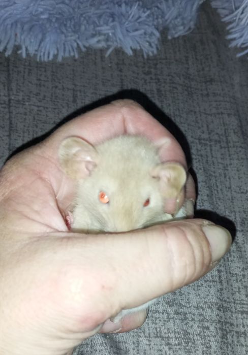 КрысьиДетки#ИщутЛюдейДляЛюбви#СфинксыСимбиоты#