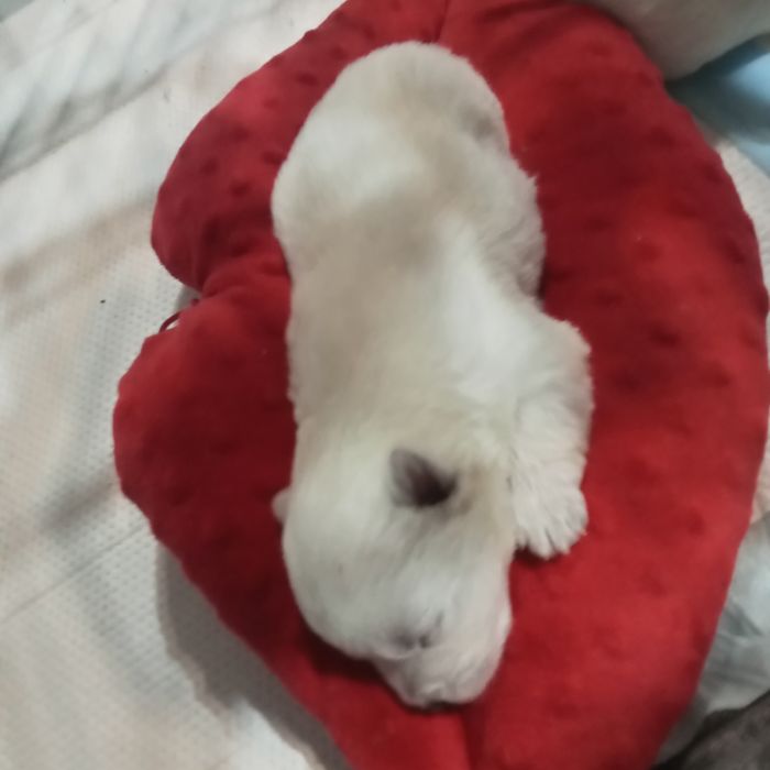 West highland white terrier