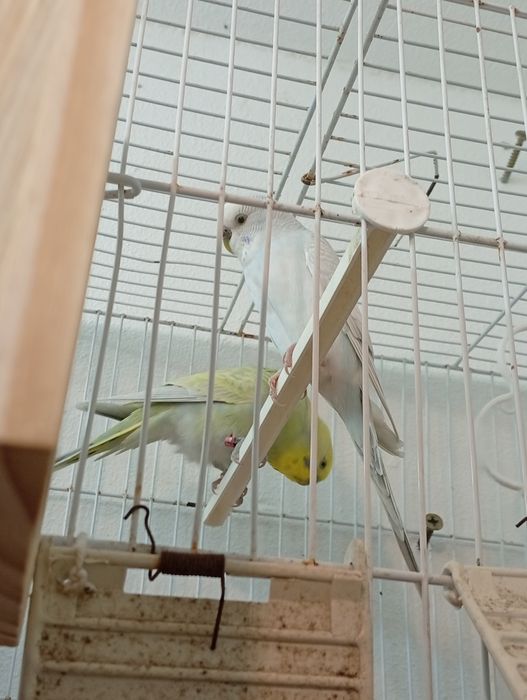 Vendo casal de periquitos 2024