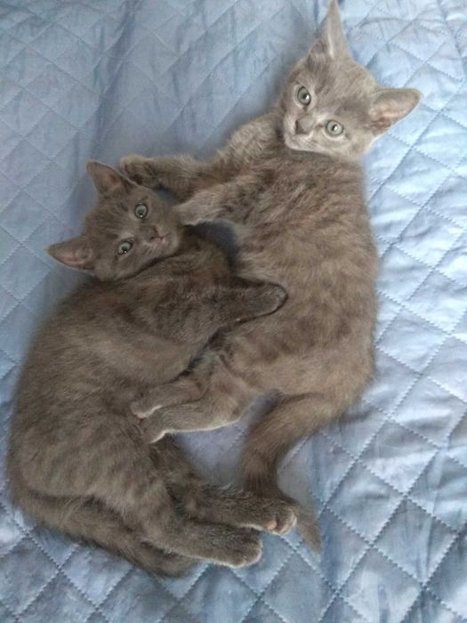 Кошеня російської блакитної породи (10 тижнів, 17.10.2025)