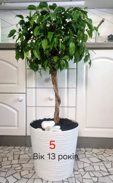 Дизайнерський фікус бонсай
