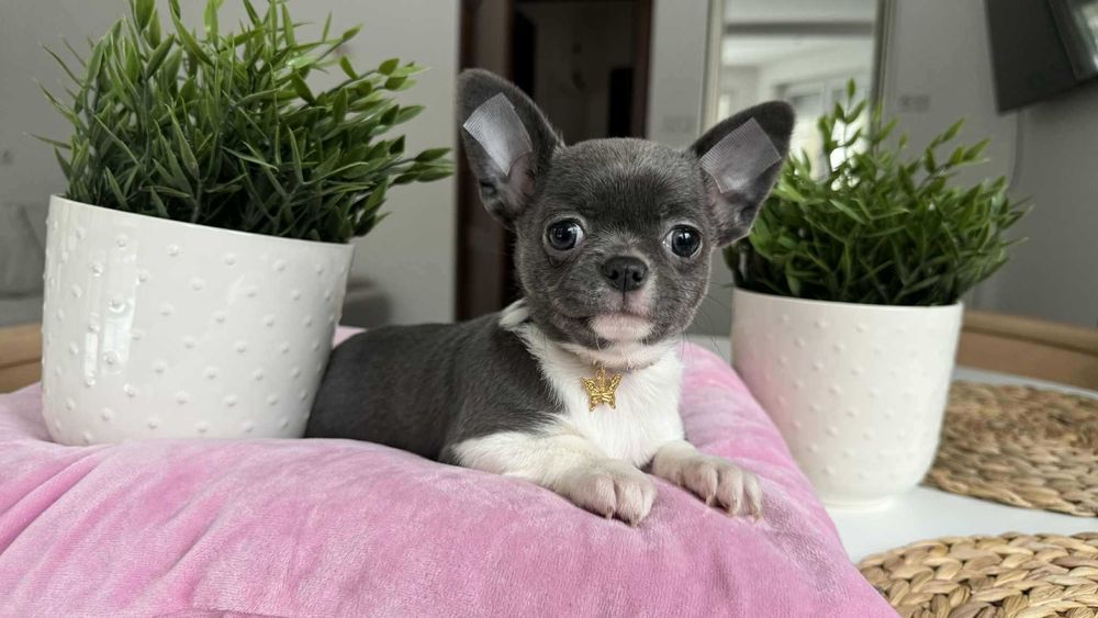 Chłopczyk Chihuahua Niebiesko-Biały z Rodowodem Milo