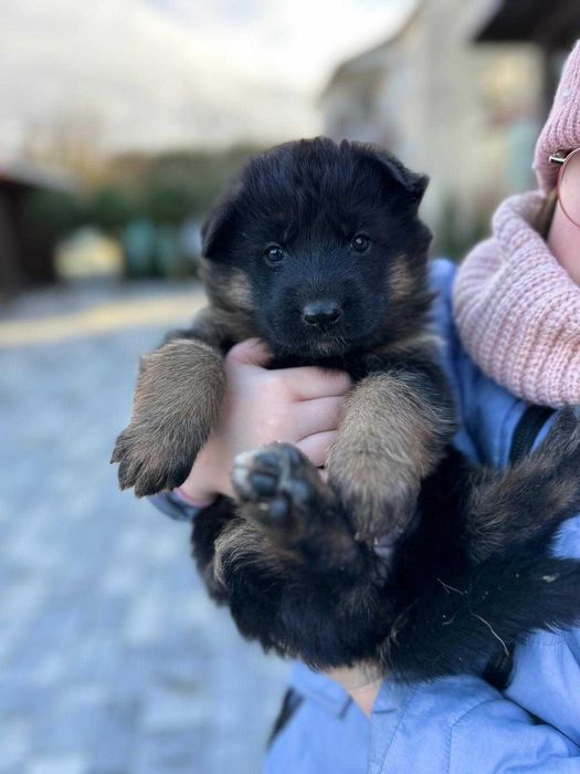 Owczarek Niemiecki Krótkowłosy Szczeniak FCI WYJĄTKOWY PRAWDZIWY RODOW