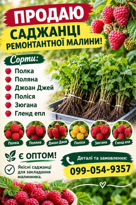 Продам саджанці малини різних сотів