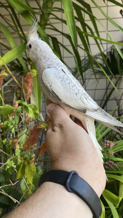 Caturra  Domesticada -( excecional )