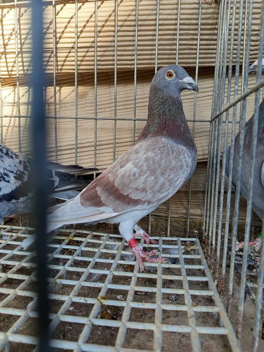 Golebie pocztowe Dirk van d. Bulck