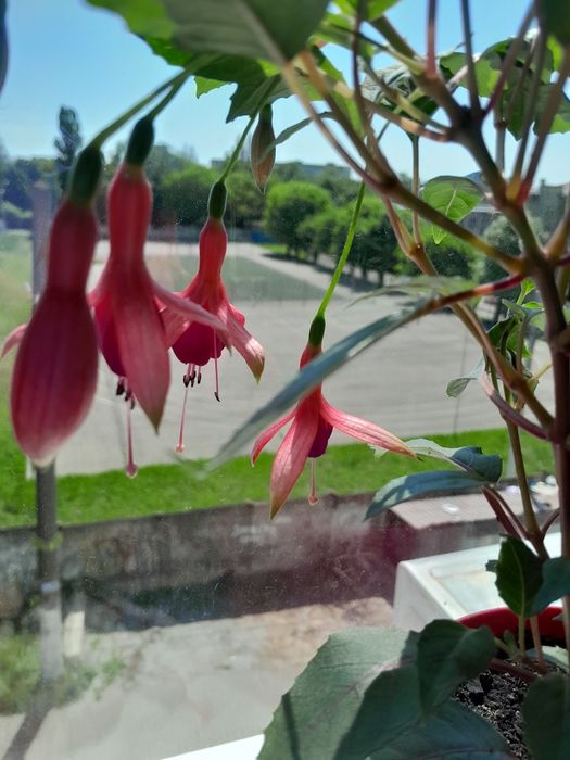 Фуксия малиновая,Цветок каланхоэ Блоссфельда