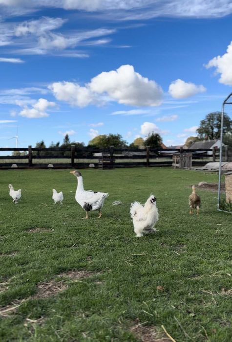 Agroturystyka -noclegi domek alpejski basen sauna balia natura zagroda